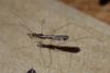Empicoris sp.